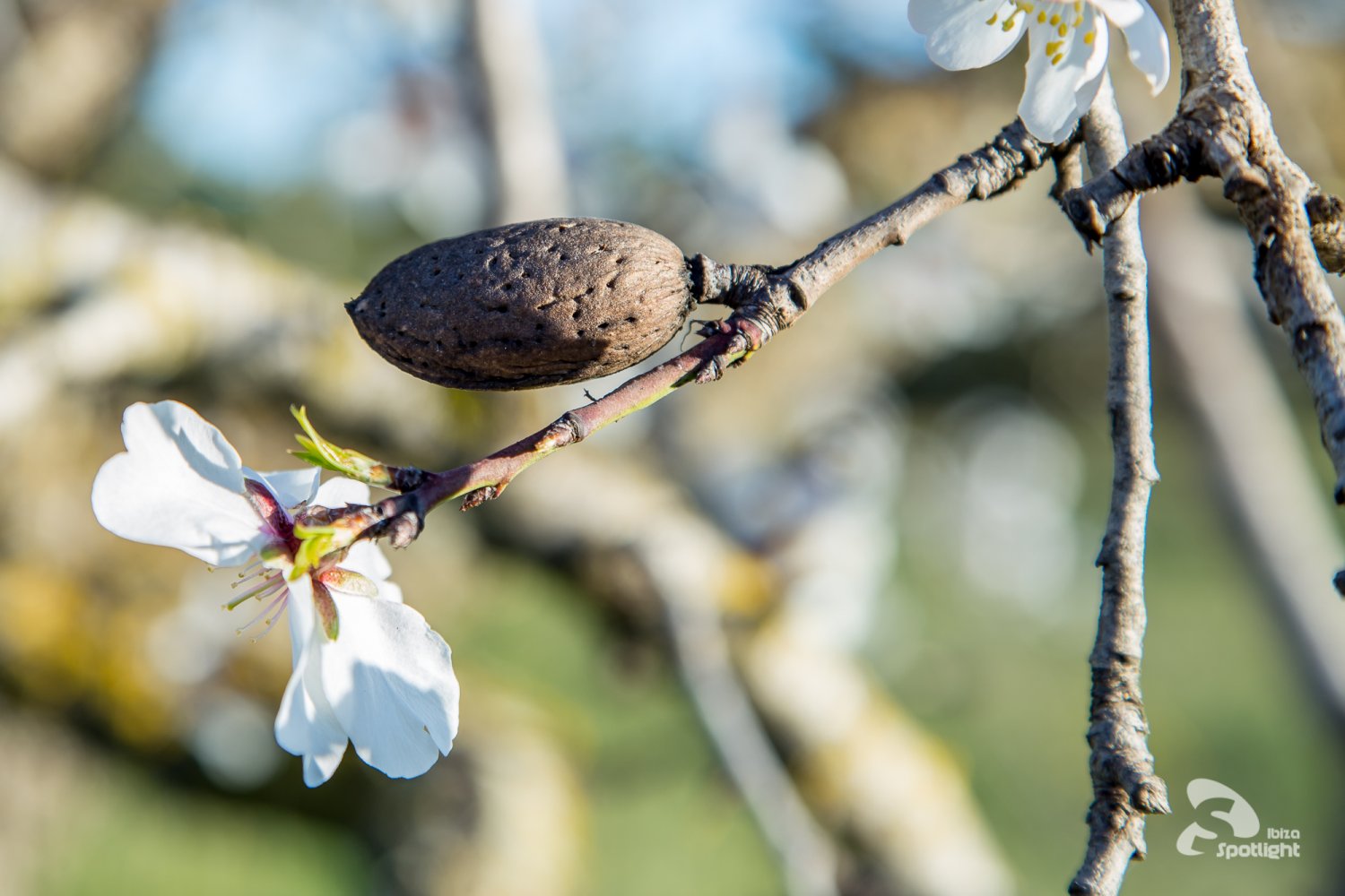 Almond blossom on Ibiza | Ibiza Spotlight