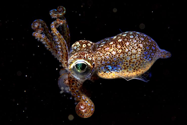 The Dwarf Bobtail Squid