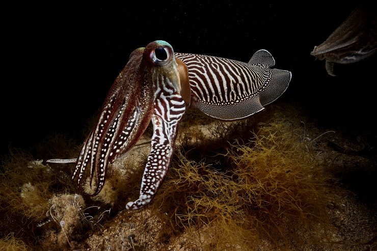 The Cuttlefish