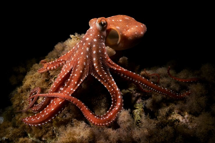 The White-Spotted Octopus