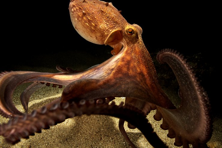 The Common Octopus