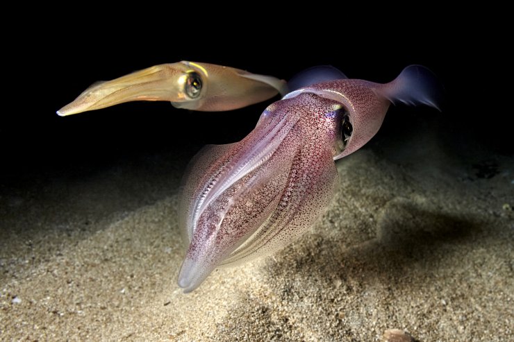 The European Squid