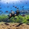 Posidonia Oceanica: el secreto de las aguas cristalinas de Ibiza