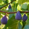 Ibizas saisonale Früchte: Feigen