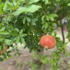 Ibizas saisonale Früchte: Granatäpfel