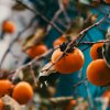 Ibiza’s seasonal fruits: Persimmons