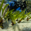 Beachouse "A Night by The Sea" fundraising event in support of the Posidonia meadows