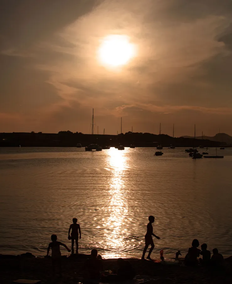 Tigre morado atardecer de carpeta 2024